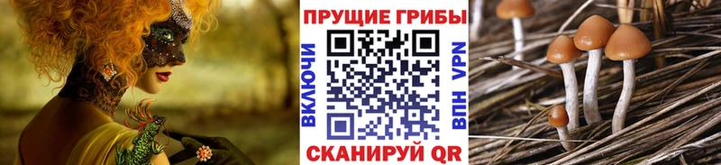 купить наркотики цена  Колпашево  даркнет формула  Псилоцибиновые грибы прущие грибы  МЕГА ссылки 